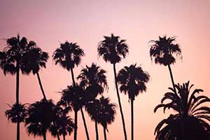palm trees suring sunset in coral springs florida