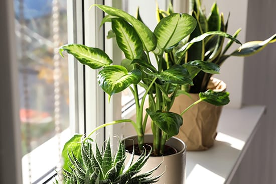 house-plants